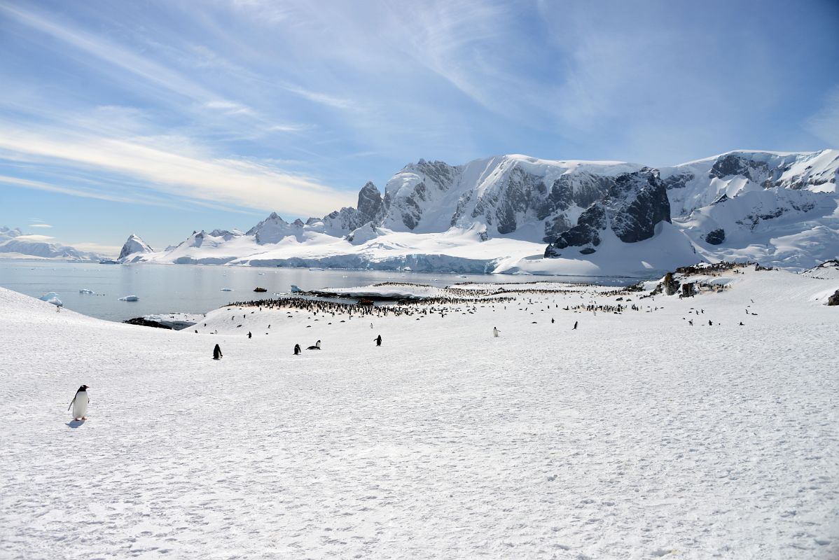 22E Gentoo Penguin Colonies On Cuverville Island With Mount Dedo On Arctowski Peninsula Behind On Quark Expeditions Antarctica Cruise
